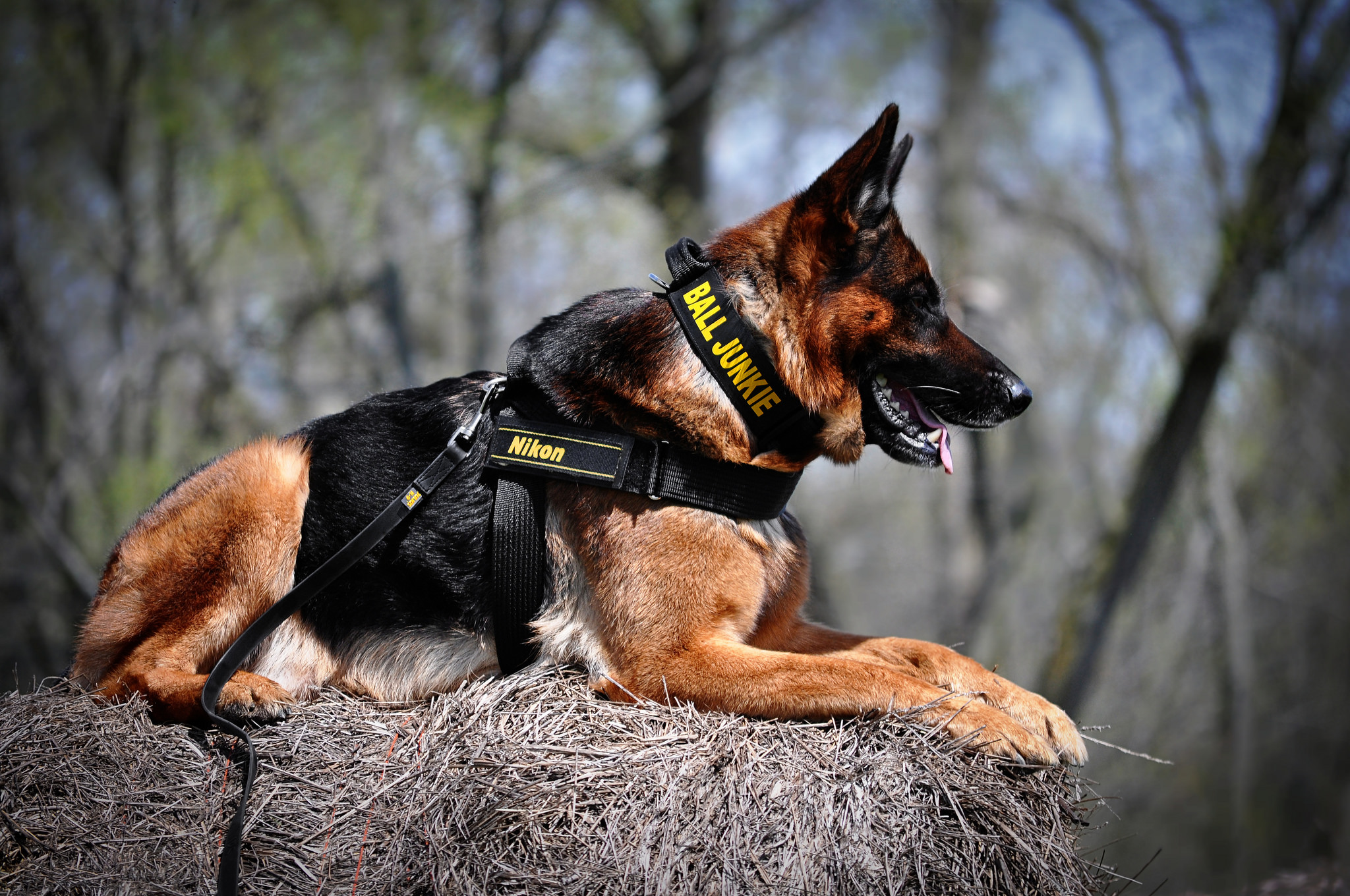 German Shepherd Police Harness